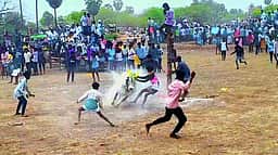 சிங்கம்புணரி அருகே
மஞ்சுவிரட்டு