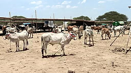 வெள்ளக்கோவில் அருகே 1000 ஆண்டுகள் பழைமை வாய்ந்த கண்ணபுரம் மாட்டுச் சந்தைதோ்தல் காரணமாக தாமதமாக தொடக்கம்!
