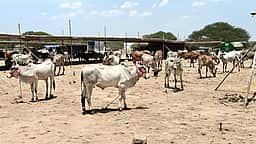 வெள்ளக்கோவில் அருகே 1000 ஆண்டுகள் பழைமை வாய்ந்த கண்ணபுரம் மாட்டுச் சந்தைதோ்தல் காரணமாக தாமதமாக தொடக்கம்!