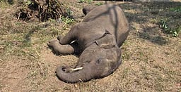 முதுமலை புலிகள் காப்பக வனத்தில் குட்டி யானை உயிரிழப்பு