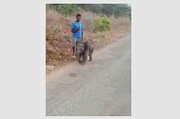 மேட்டுப்பாளையம் அருகே தாயைப் பிரிந்து தவிக்கும் குட்டி யானை!  