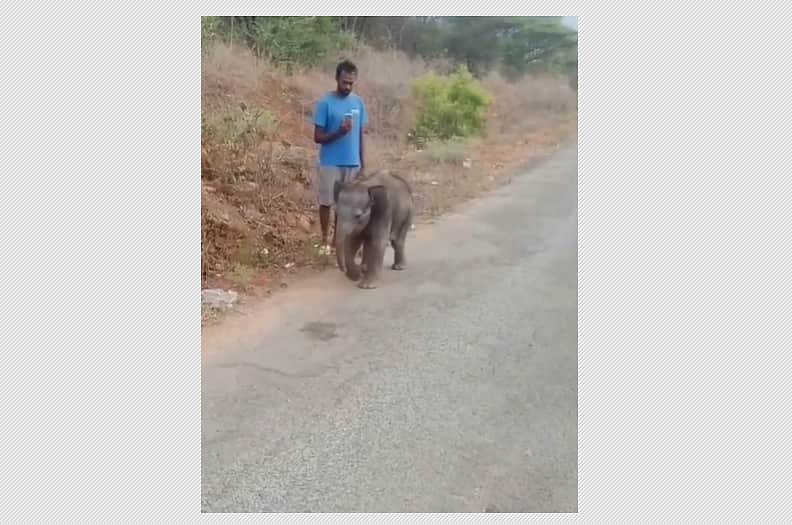A baby elephant near Mettupalayam suffers after being separated from its mother