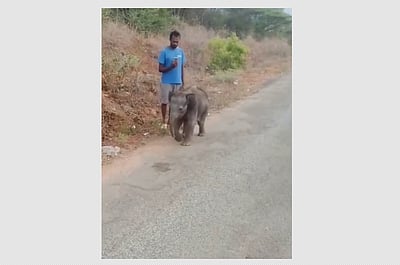 மேட்டுப்பாளையம் அருகே தாயைப் பிரிந்து தவிக்கும் குட்டி யானை!  