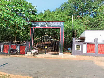 சங்கராபரணி ஆற்றங்கரையில் அதிசய கல்மரங்கள்