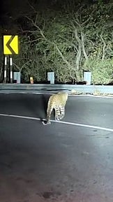 திம்பம் மலைப் பாதையில்  நடமாடிய சிறுத்தை