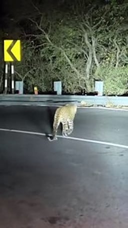 திம்பம் மலைப் பாதையில் நடமாடிய சிறுத்தை