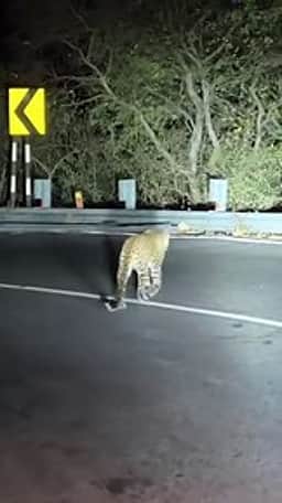 திம்பம் மலைப் பாதையில் நடமாடிய சிறுத்தை