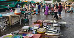 கடலூா் துறைமுகத்தில் வரத்து குறைவால் மீன்களின் விலை அதிகரிப்பு