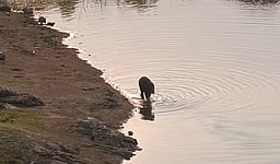 மேட்டுப்பாளையம்: தாயைப் பிரிந்து சுற்றித்திரியும் குட்டியானை ஆற்றில் உற்சாக குளியல்!