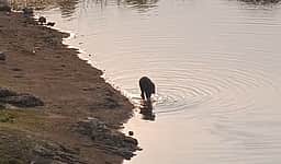 மேட்டுப்பாளையம்: தாயைப் பிரிந்து சுற்றித்திரியும் குட்டியானை ஆற்றில் உற்சாக குளியல்!