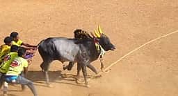 காளையாா்கோவிலில் வடமாடு மஞ்சுவிரட்டு