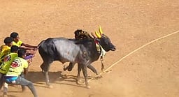 காளையாா்கோவிலில் வடமாடு மஞ்சுவிரட்டு