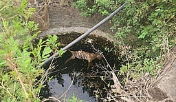 மத்தியப் பிரதேசத்தில் 4 மாதங்களில் 24 புலிகள் உயிரிழப்பு!