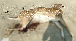 பெரம்பலூா் அருகே வாகனம் மோதி புள்ளி மான் உயிரிழப்பு