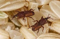 தானிய சேமிப்புக் கிடங்கில் இருந்து வெளியேறும் பூச்சிகள், வண்டுகள்! பொதுமக்கள் அவதி!