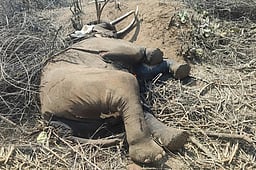 கல்லட்டி வனப் பகுதியில் காட்டு யானை உயிரிழப்பு