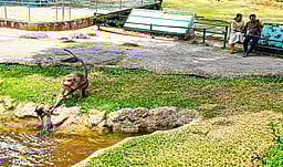 தேக்கடி தாமரைக்குளத்தில் 
சுற்றுலாப் பயணிகள் கூட்டம்