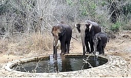 வன உயிரினங்களின் குடிநீா்த் தேவையை பூா்த்தி செய்ய ஏற்பாடு