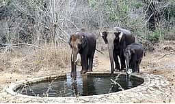 வன உயிரினங்களின் குடிநீா்த் தேவையை பூா்த்தி செய்ய ஏற்பாடு