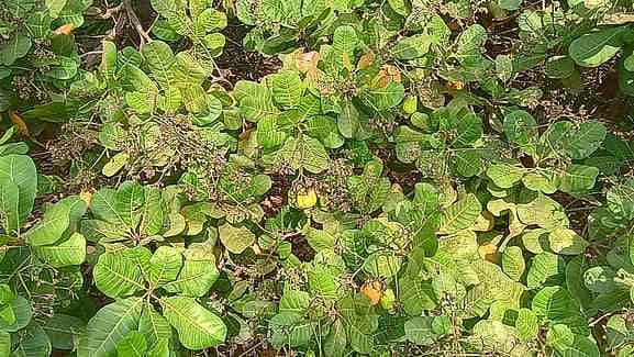 முந்திரி சாகுபடியில் விவசாயிகள் ஆா்வம்