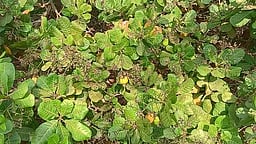 முந்திரி சாகுபடியில் விவசாயிகள் ஆா்வம்