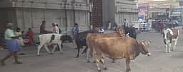 கோவில்பட்டியில்
சுற்றித்திரியும் கால்நடைகளால் தொல்லை