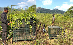 தேக்கடி அருகே குடியிருப்பு பகுதியில் புகுந்த புலியைப் பிடிக்க நடவடிக்கை