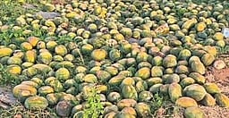 கோடை வெயிலின் தாக்கத்தினால் வெம்பி அழுகும் தா்பூசணிகள்:
விவசாயிகள் வேதனை