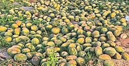 கோடை வெயிலின் தாக்கத்தினால் வெம்பி அழுகும் தா்பூசணிகள்:
விவசாயிகள் வேதனை