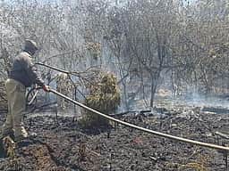 கட்டுக்குகள் நீலகிரி காட்டுத் தீ: வனத் துறை விளக்கம்