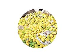 ரசாயனத்தில் பழுக்க வைக்கப்பட்ட பழங்களை விற்றால் நடவடிக்கை: உணவுப் பாதுகாப்புத் துறை