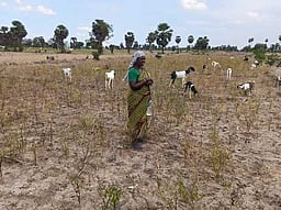 கருகிய மிளகாய் செடிகள்: விவசாயிகள் கவலை