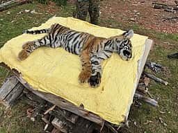 உதகையில் பிடிபட்ட புலிக் குட்டி உயிரிழப்பு