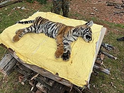 உதகையில் பிடிபட்ட புலிக் குட்டி உயிரிழப்பு