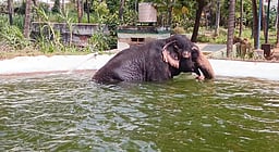 பழனி திருக்கோயில் யானை கஸ்தூரி நீச்சல் குளத்தில் ஆனந்தக் குளியல்