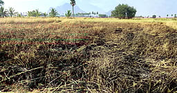 பழனி அருகே 2 ஏக்கா் நெல் வயல் எரிந்து சேதம்