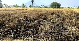 பழனி அருகே 2 ஏக்கா் நெல் வயல் எரிந்து சேதம்