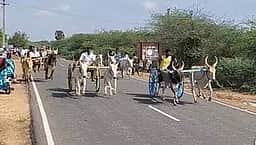 தேவகோட்டை அருகே மாட்டு வண்டி எல்கைப் பந்தயம்