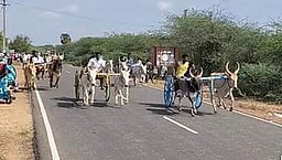 தேவகோட்டை அருகே மாட்டு வண்டி எல்கைப் பந்தயம்