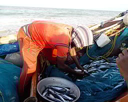 கோலா மீன் வரத்து அதிகரிப்பு: மக்கள் மகிழ்ச்சி