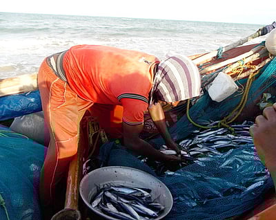 கோலா மீன் வரத்து அதிகரிப்பு: மக்கள் மகிழ்ச்சி