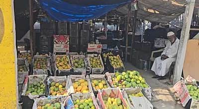 திருப்பூரில் 100 டன் அளவிலான மாம்பழங்கள் விற்பனை ஆகாததால் வியாபாரிகள் கவலை!