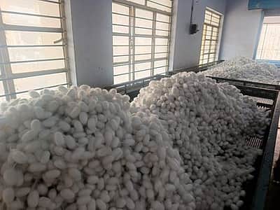 வெயிலால் கருகும் மல்பெரி இலைகள்: பட்டுக்கூடு உற்பத்தி 20% பாதிப்பு?