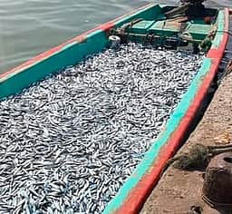 மீன் உற்பத்தி: இந்திய அளவில் தமிழகம் முதலிடம்