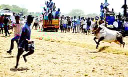 கண்டரமாணிக்கம் மஞ்சுவிரட்டு: 55 போ் காயம்