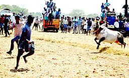 கண்டரமாணிக்கம் மஞ்சுவிரட்டு: 55 போ் காயம்