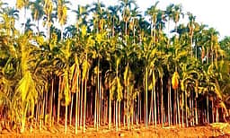 கோடை வெயிலில் கருகும் பாக்கு மரங்கள்: விவசாயிகள் கவலை