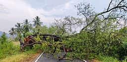 சாலையில் விழுந்த மரங்களால் போக்குவரத்து பாதிப்பு