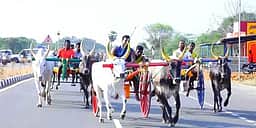 சிவகங்கை அருகே மாட்டு வண்டி பந்தயம்
