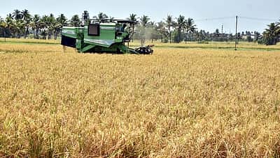 கேரளத்தில் கிராக்கி  உள்ள ஜோதி ரக நெல்...! விதைக்கும் விற்பனைக்கும், அரசின் ஆதரவு கிடைக்காமல் தவிக்கும் விவசாயிகள்